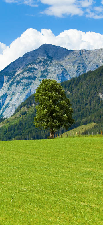 Alps landscape wallpaper: green meadows and towering mountains
