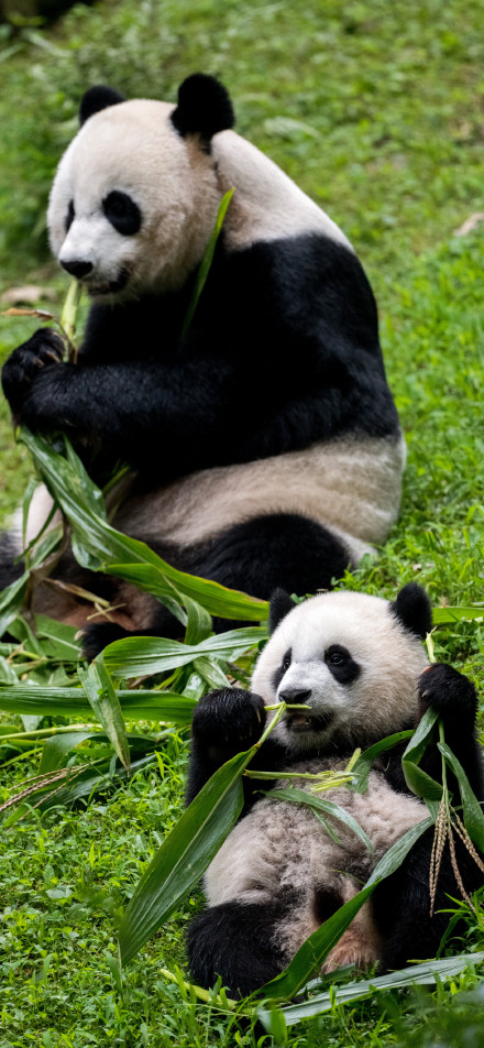 Panda Mom and Baby Eating Bamboo on Grass 4K Phone Wallpaper