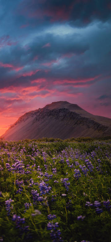 Enchanting purple flowers at a gorgeous sunset phone wallpaper