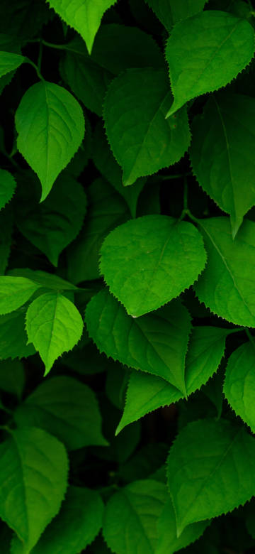 Dense Emerald Green Leaves Close-up Phone Wallpaper 4K