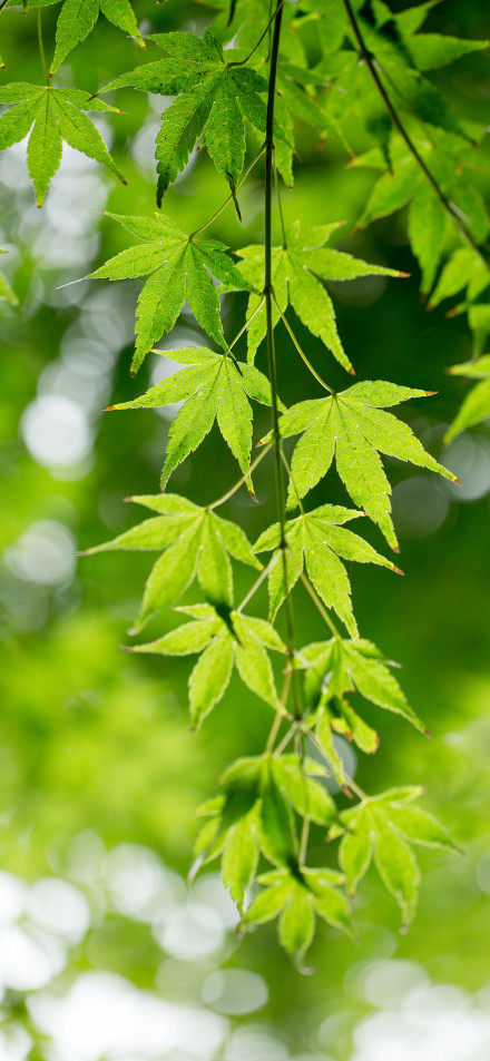 Green Maple Leaves in Sunlight 4K Phone Wallpaper
