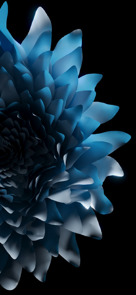 Blue flower on the dark background phone wallpaper
