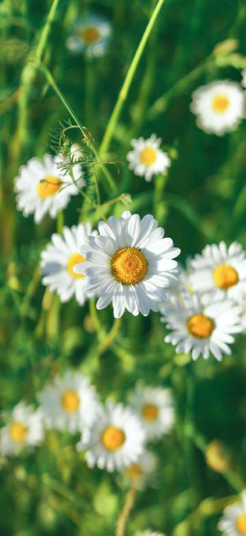 White Daisy Close-Up Phone Wallpaper