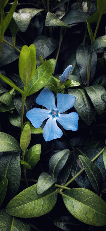Single Blue Periwinkle Flower In Dark Green Leaves 4K Wallpaper