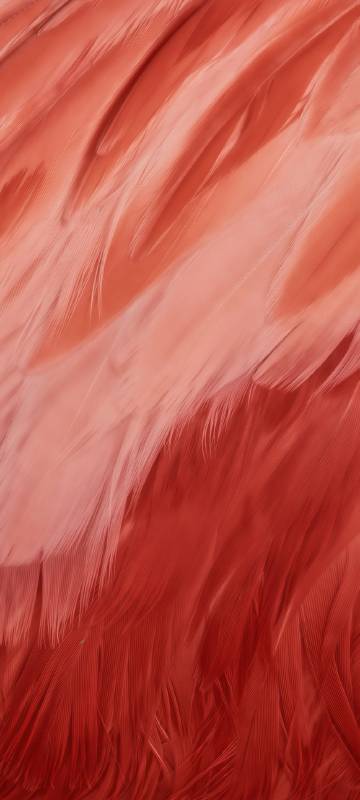 Close-up of flamingo feathers phone wallpaper