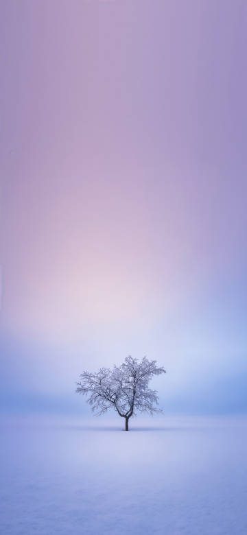 Simple phone wallpaper, a lonely tree in the snow