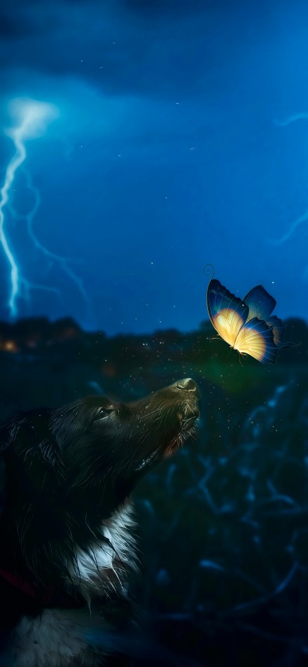 Meeting of butterfly and dog in the dark night