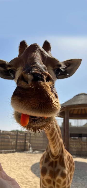 Funny Giraffe Eating Carrot Close-Up with Depth Effect Wallpaper