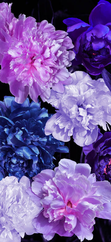 Colorful peonies in Bloom phone wallpaper