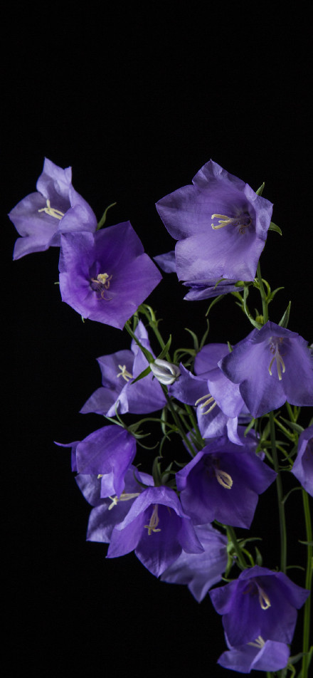Purple Bell Flowers On Black Background 4K Phone Wallpaper