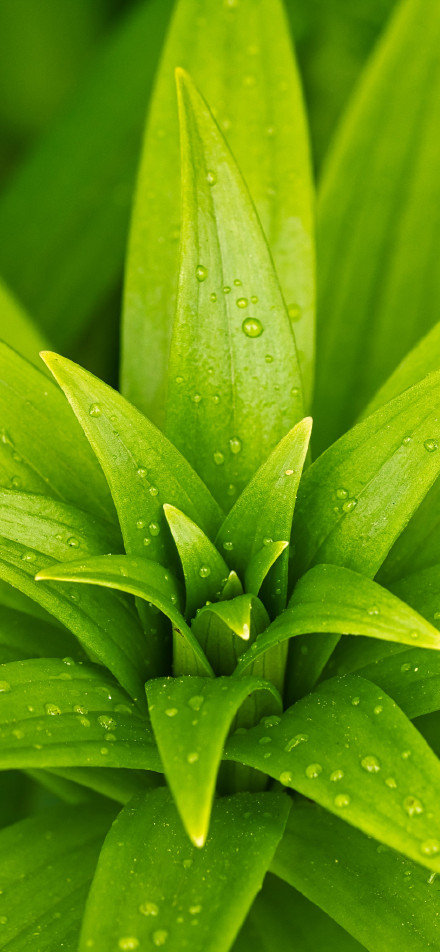 Water droplets on leaves after rain phone wallpaper
