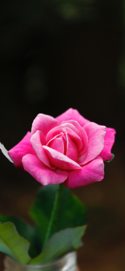 Close-up Pink Flower on Dark Background 4K Phone Wallpaper