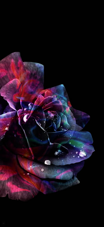 Colorful rose on black background phone wallpaper