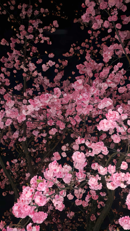 Dreamy Pink Cherry Blossoms at Night Wallpaper