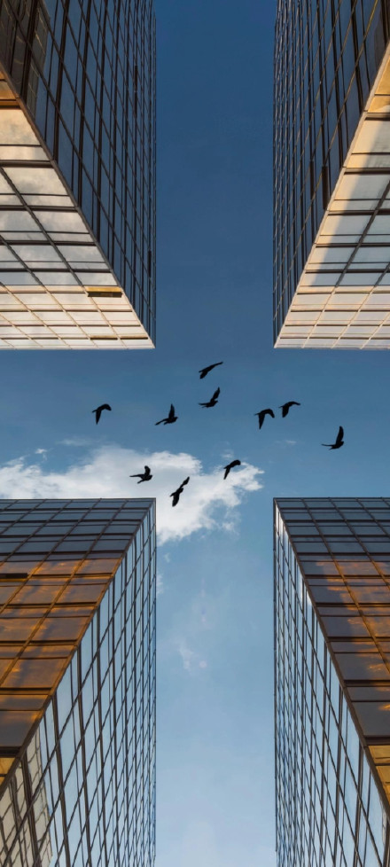 Birds soar above four glass-walled skyscrapers