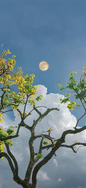 Looking Up At Moon And Trees In The Sky 4K Wallpaper