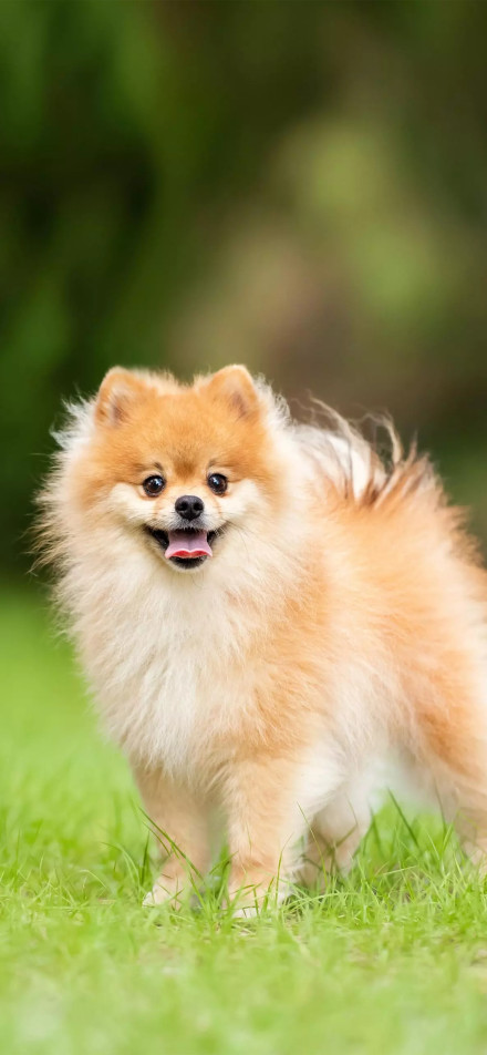 Playful pomeranian on grass phone wallpaper