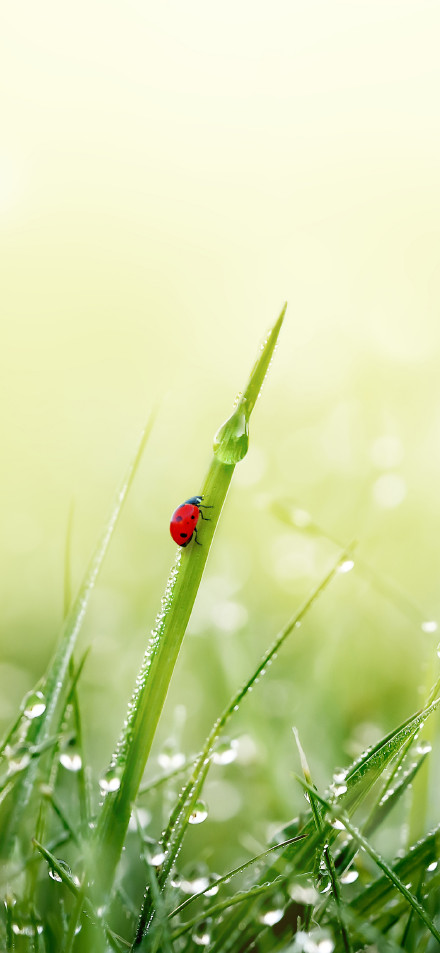Ladybug on Dewy Grass Blade 4K Phone Wallpaper