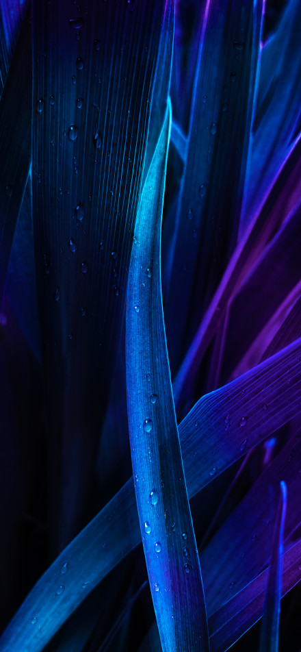 Water drops on dreamy plant leaves phone wallpaper