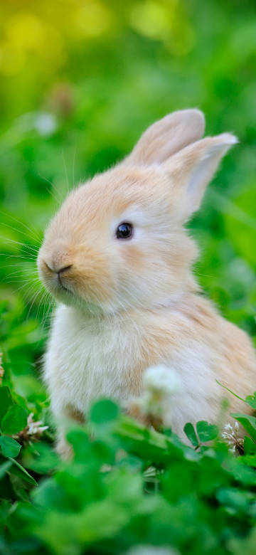 Adorable Light Brown Rabbit in Grass 4K Wallpaper Adorable Light Brown Rabbit in Grass 4K Wallpaper