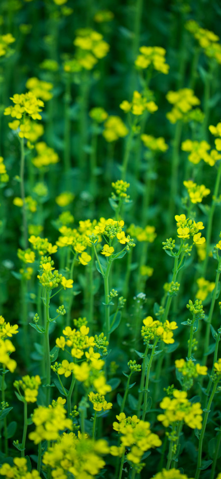Vibrant Rapeseed Flowers 4K Wallpaper