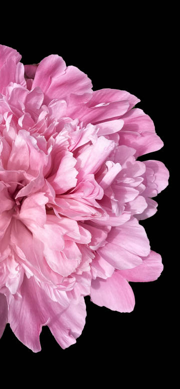 A pink flower blooming on a black background