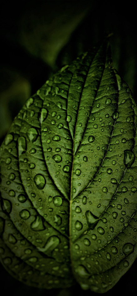 Sparkling water drops on green Leaf phone wallpaper