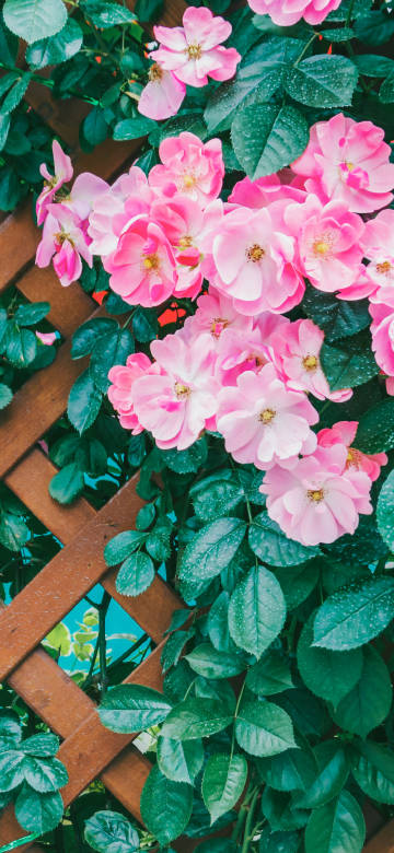 Pink Rose Flowers on Wooden Fence 4K Phone Wallpaper Pink Rose Flowers on Wooden Fence 4K Phone Wallpaper