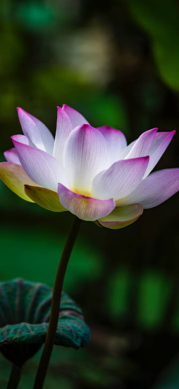 A pink and white lotus blooms gracefully phone wallpaper