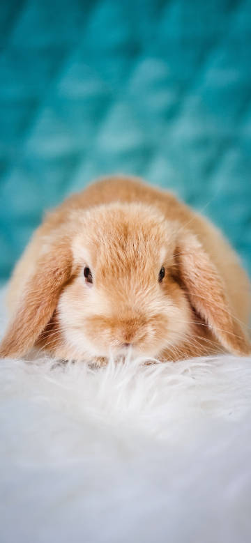 Docile brown lop-eared rabbit phone wallpaper