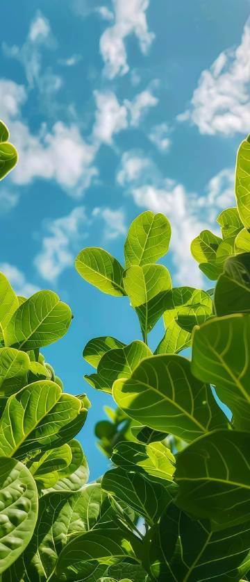 Looking up at the blue sky between green leaves phone wallpaper