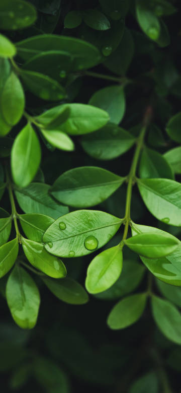 Fresh Green Leaves with Dew Drops 4K Wallpaper