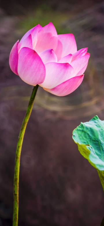 A bright lotus flower on a blurred background
