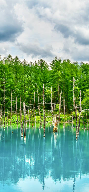 Wonders of Aoike Deadwood in Hokkaido, Japan