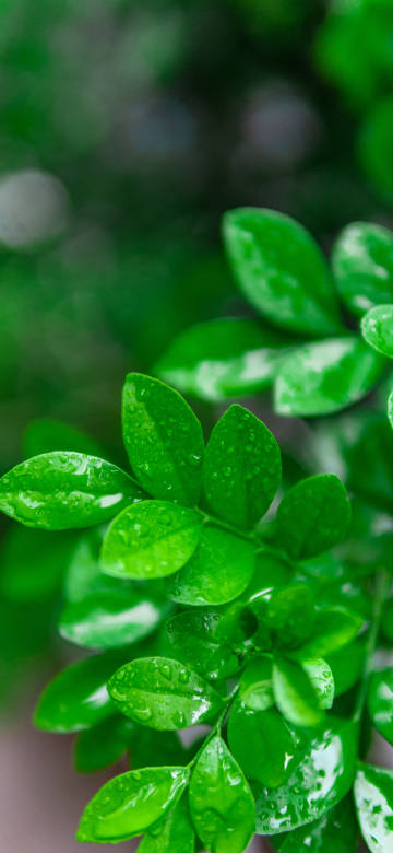 Shiny Water Droplets on Bright Green Leaves 4K Wallpaper