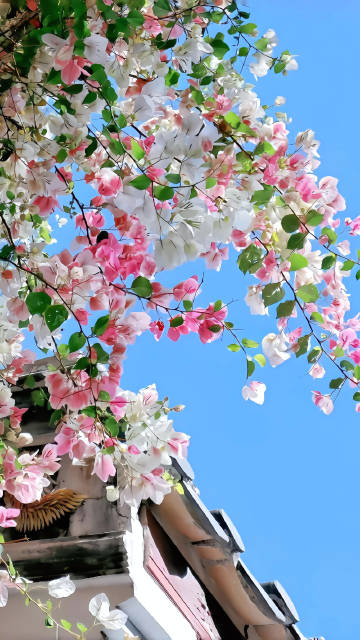 Beautiful Pink Floral Branches and Clear Sky