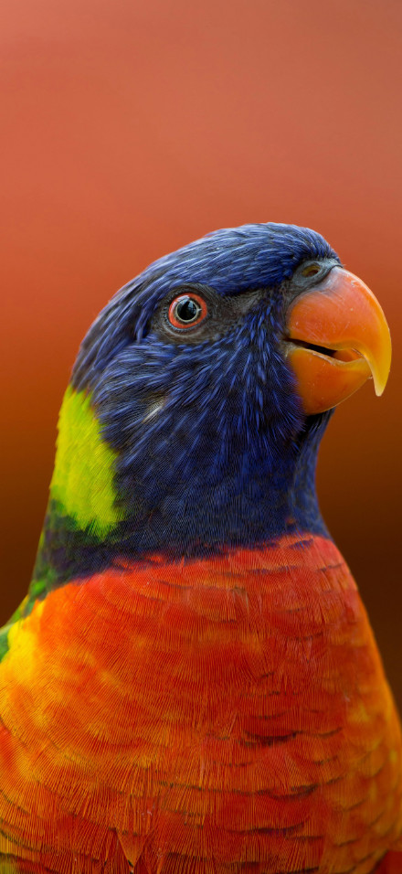 Colorful Rainbow Lorikeet Parrot Close-Up Wallpaper