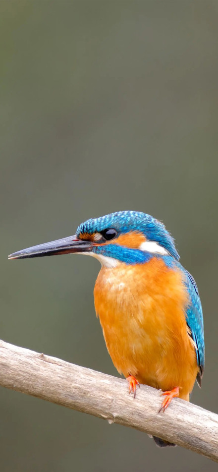 Close-up of beautiful kingfisher on branch phone wallpaper