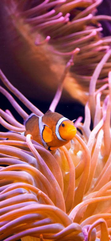 A clownfish in a colorful anemone phone wallpaper
