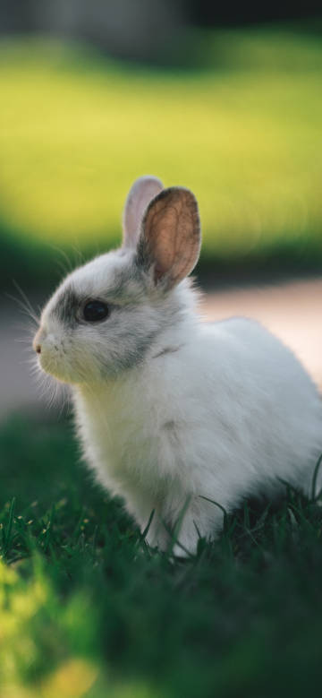 Rabbit sitting on the green grass phone wallpaper