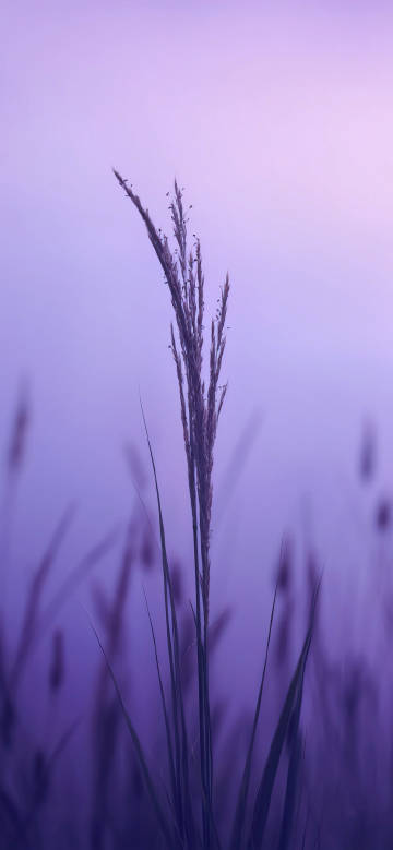 Purple grass spikes on blurred background