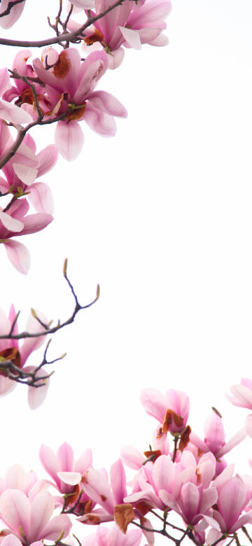 magnolia,flower,white background