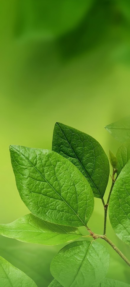 Bright Green Leaves On A Soft Green Background 4K Wallpaper