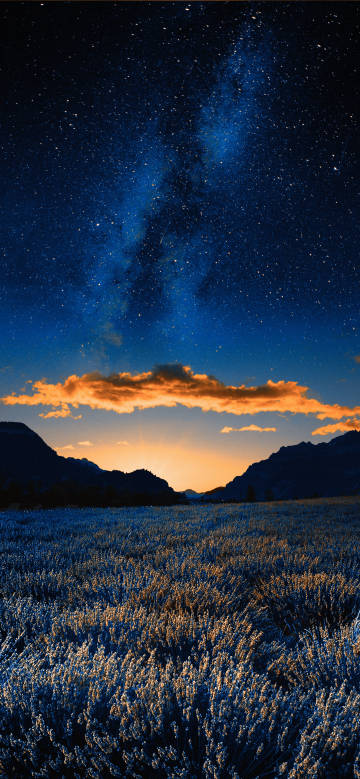 Lavender field under the starry sky phone wallpaper