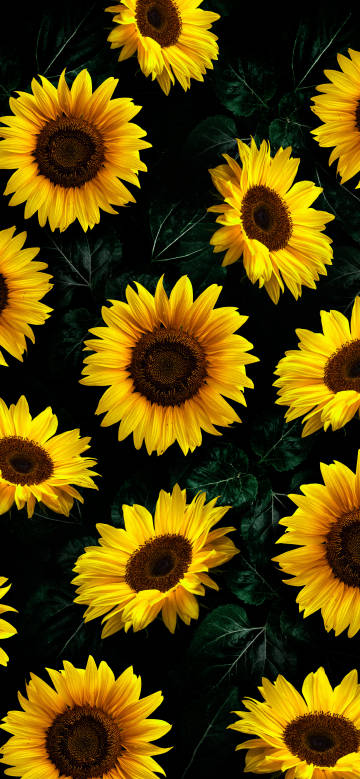 Sunflower glow on a black background phone wallpaper