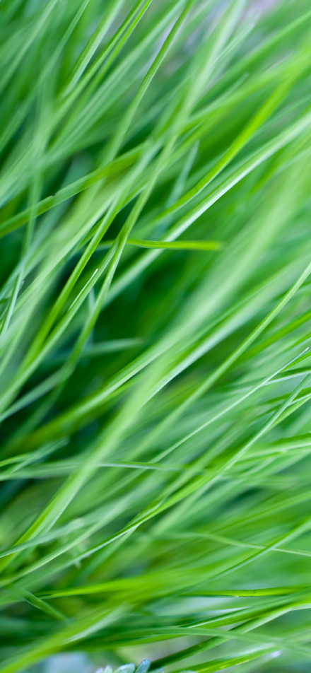 Fresh eye protection green plant 4K phone wallpaper