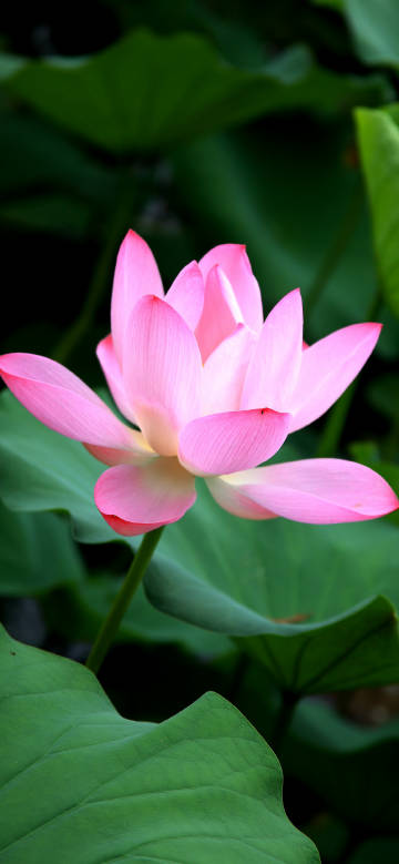 Pink petals of blooming lotus phone wallpaper
