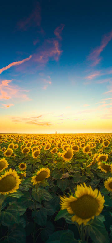 Bright flower field under sunset phone wallpaper