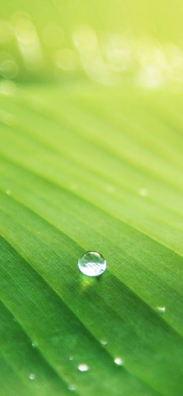 Water droplets on fresh green leaves phone wallpaper