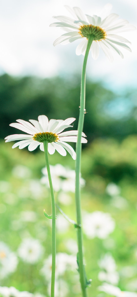 Natural beauty of fresh daisies phone wallpaper